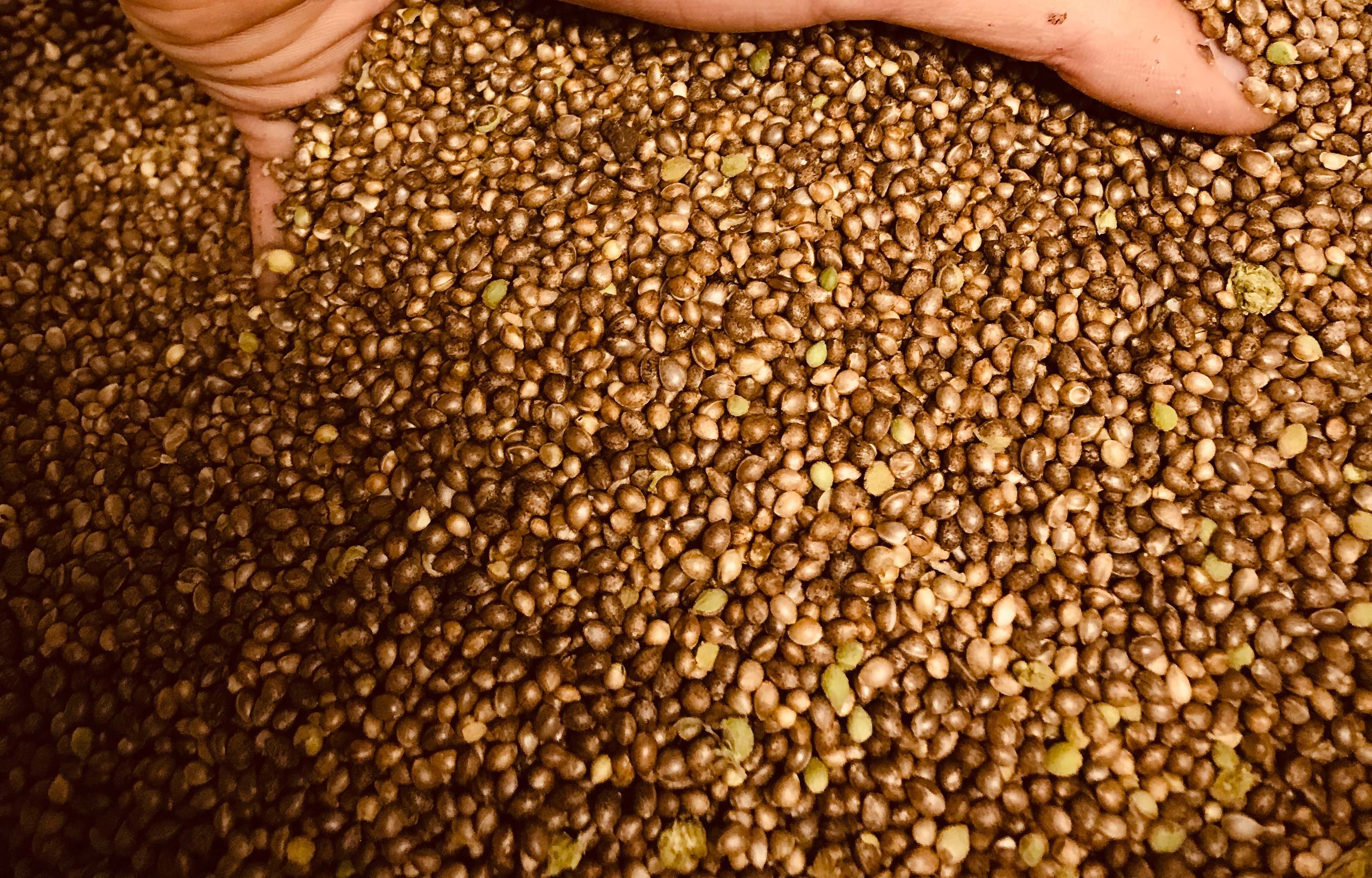 Large Colorado CBD producer announces program to keep hemp farmers in  market