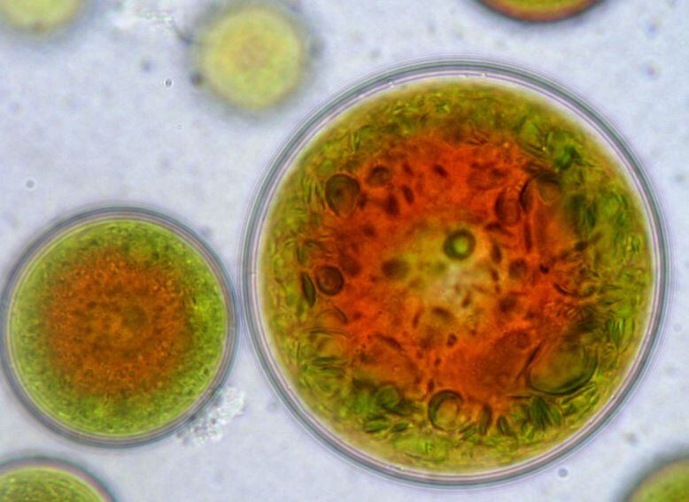 Astaxanthin-cells-algatech.jpg