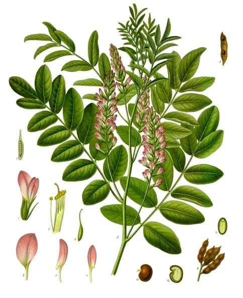 Glycyrrhiza_glabra_-_Koehler-s_Medizinal-Pflanzen-207.jpg