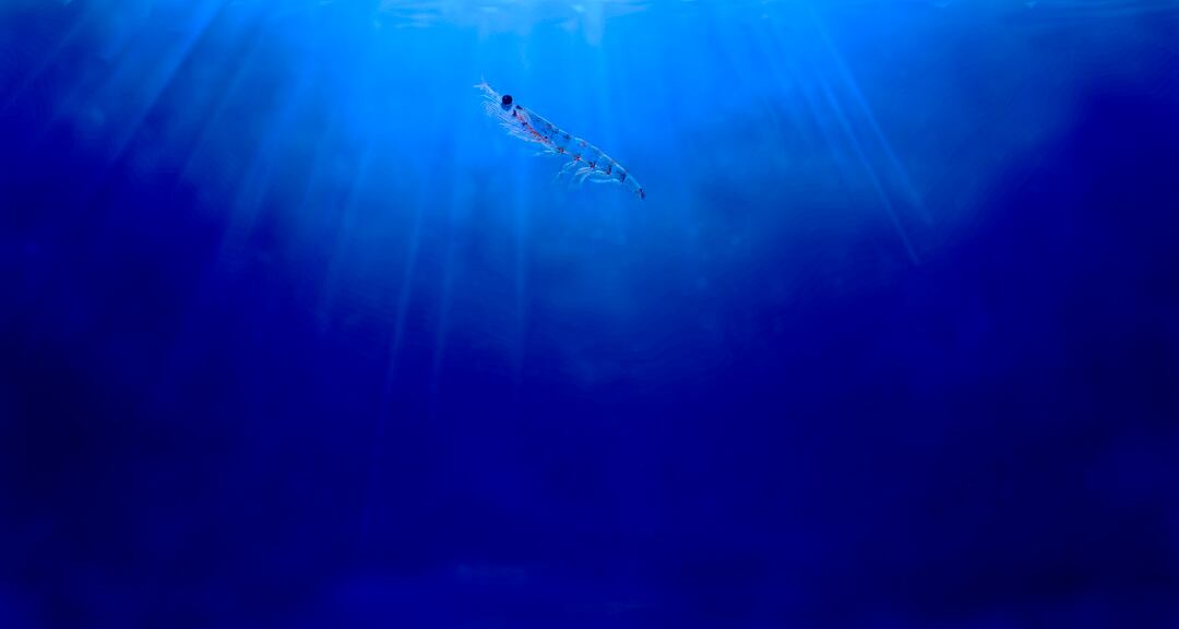 Sustainability picture remains bright for marine sources of omega-3s