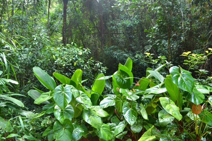 Research-into-microorganisms-living-within-tissues-of-Brazil-s-plants.jpg