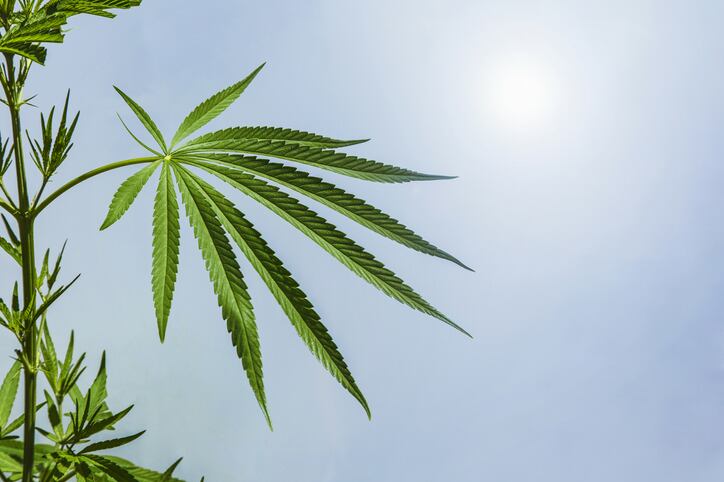 Hemp Beverage Alliance sets out to help the category reach its potential