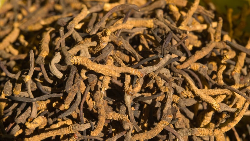 BAPP bulletin details adulteration and nomenclatural confusion of cordyceps