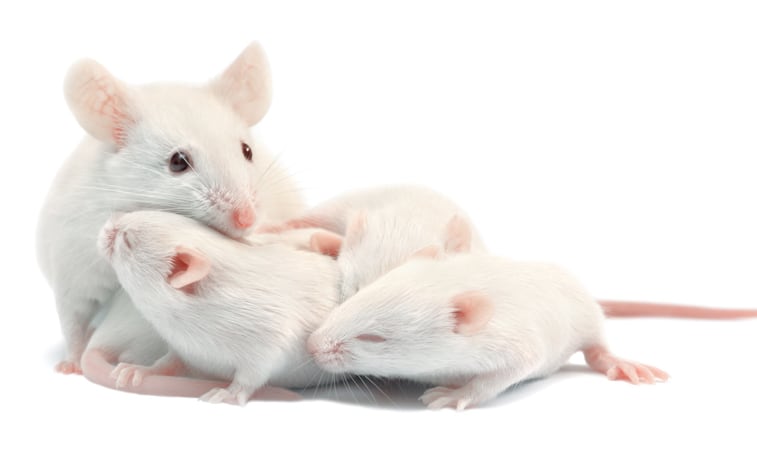Humanitarian grant awarded for study on the impact of NAD booster supplements on lactation, brain development in rodents 