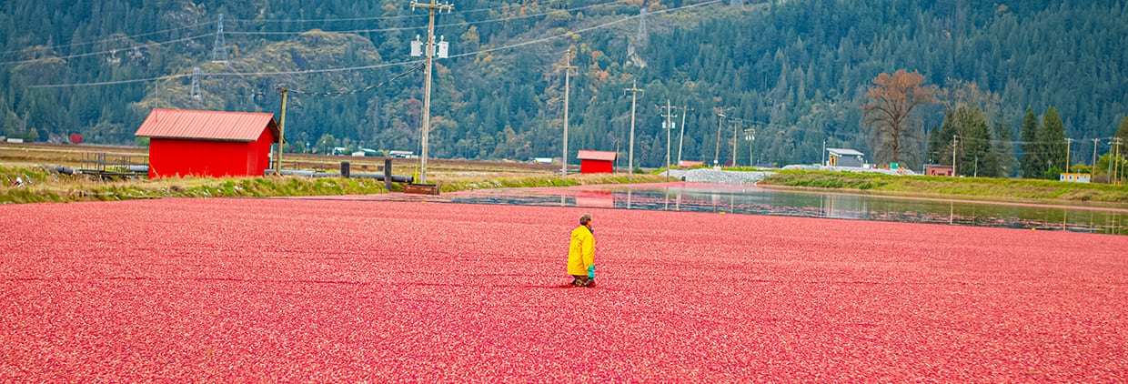 Oregon Cranberry harvest, the premium source for ENI’s Cranberex A-Type PACs begins in September