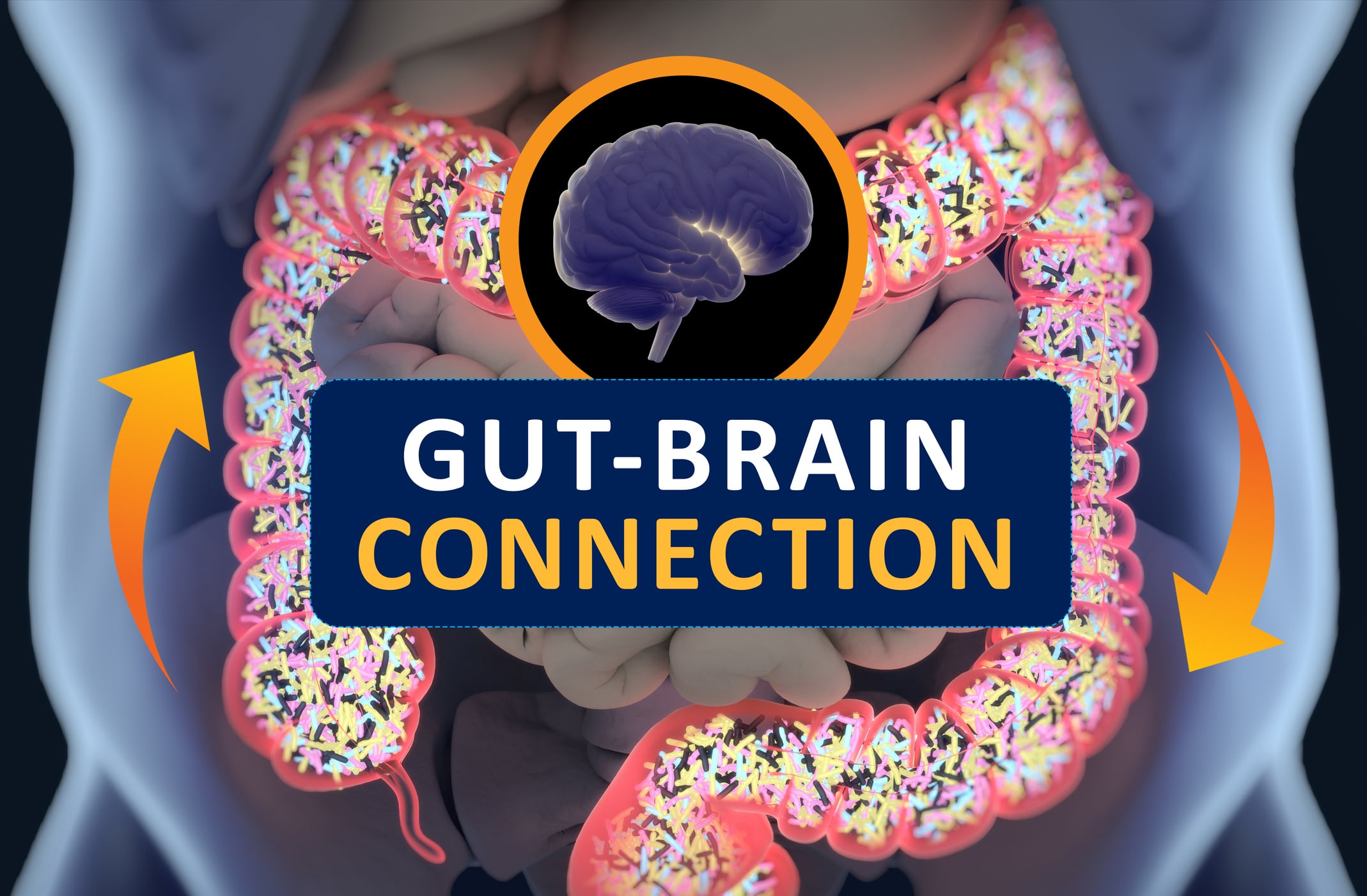 L. fermentum probiotic may boost cognitive and immune health: Mouse data