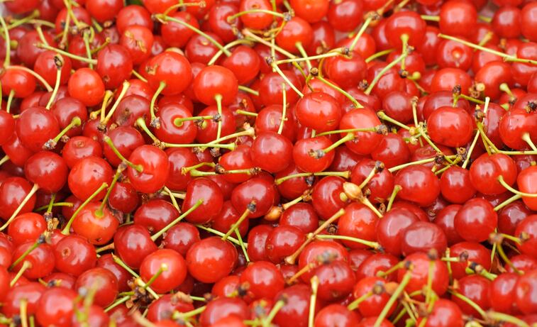 Null study on tart cherries blurs picture of polyphenols’ role in microbiome modulation