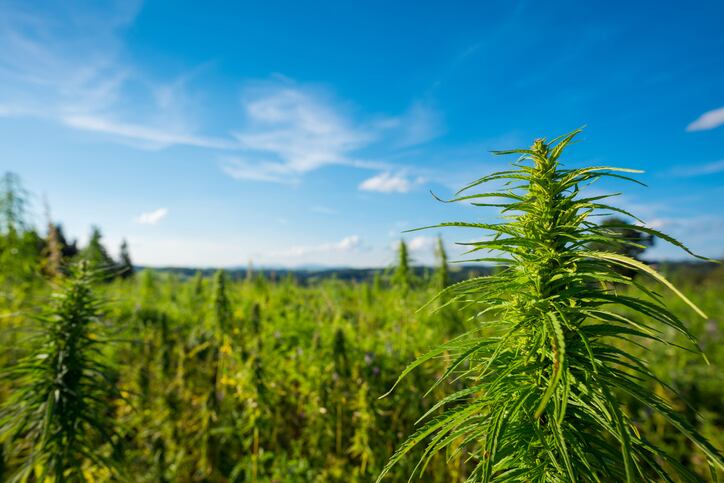 Congress extends hemp pilot program 