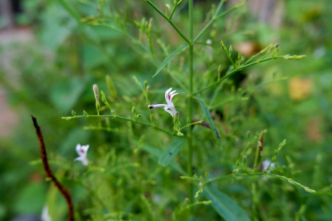 Indian supplier details immune cell mechanisms for Andrographis extract