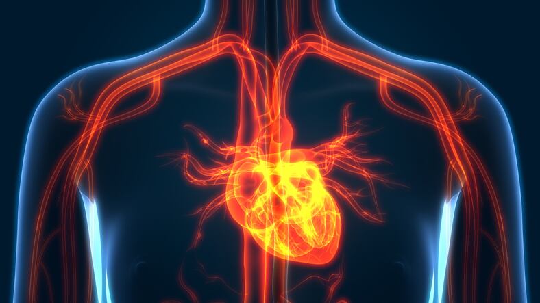 Small Nitrosigine dose matches big citrulline dose in dilating blood vessels