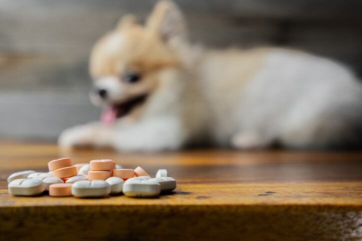 Surveys suggest veterinarians not meeting pet nutraceutical needs 