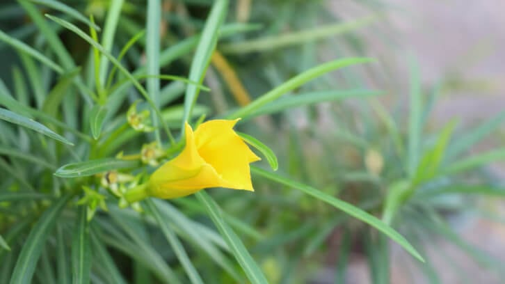 ‘Beyond reckless’: Online weight loss supplements found to contain toxic Yellow Oleander