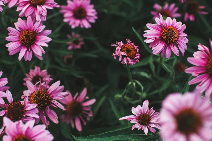 Arizona naturopathic college’s new facility helping to create better botanical extracts