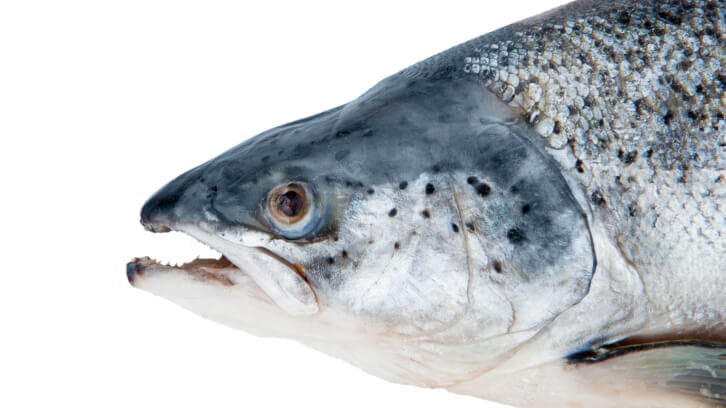 Guzen Development on next-gen salmon nasal cartilage extract for joint health