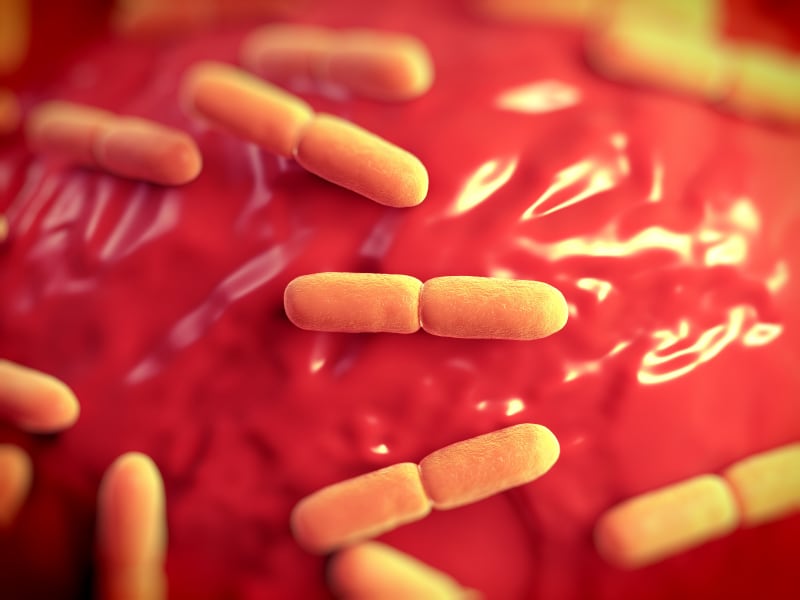 probiotic-Lactobacillus-bulgaricus-bateria.jpg
