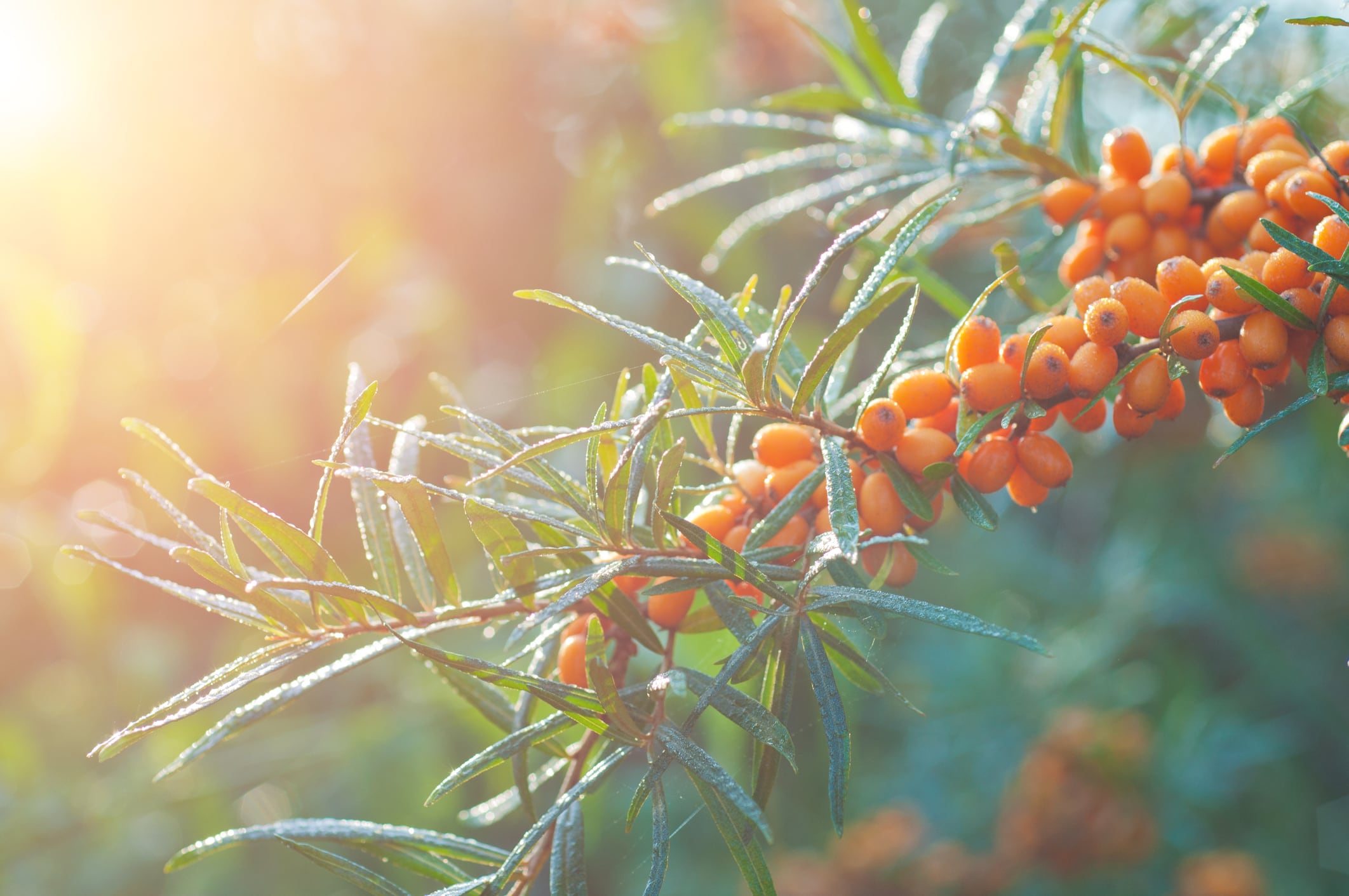 Sea buckthorn may modulate gut microbiota to improve metabolic profiles: Study