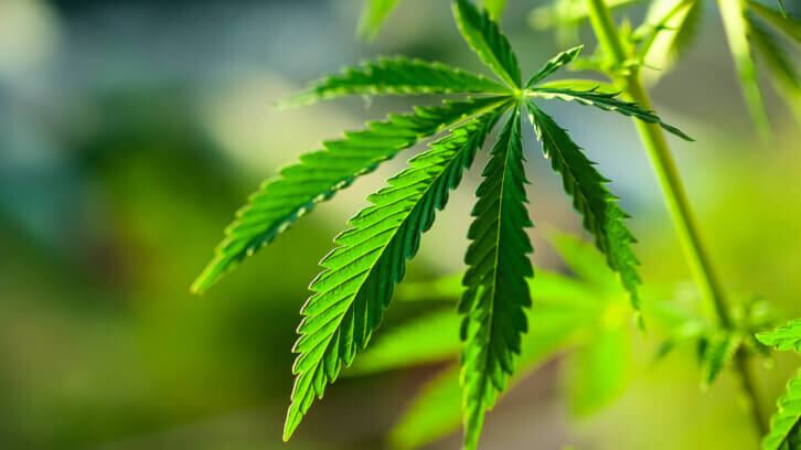 cbdMD CSO: ‘It appears that we’re finally making headway in Congress’