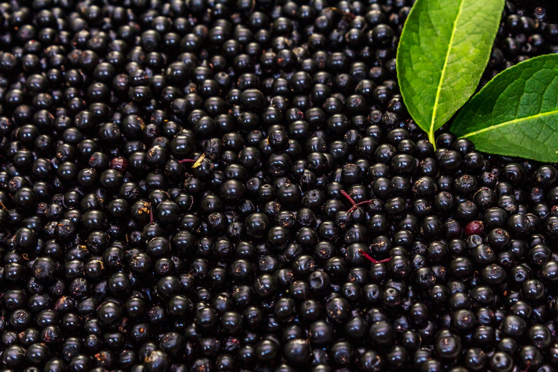 Elderberry quality: New standards needed for dosage forms, and separate monographs for European vs American Elder, say experts