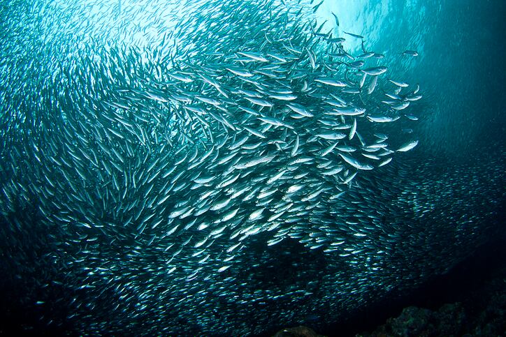 Despite fears of oceanic decline, outlook is positive for supply of marine omega-3 ingredients