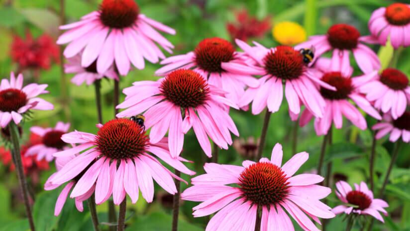 Sustainable Herbs Project spins out from ABC to become Sustainable Herbs Initiative
