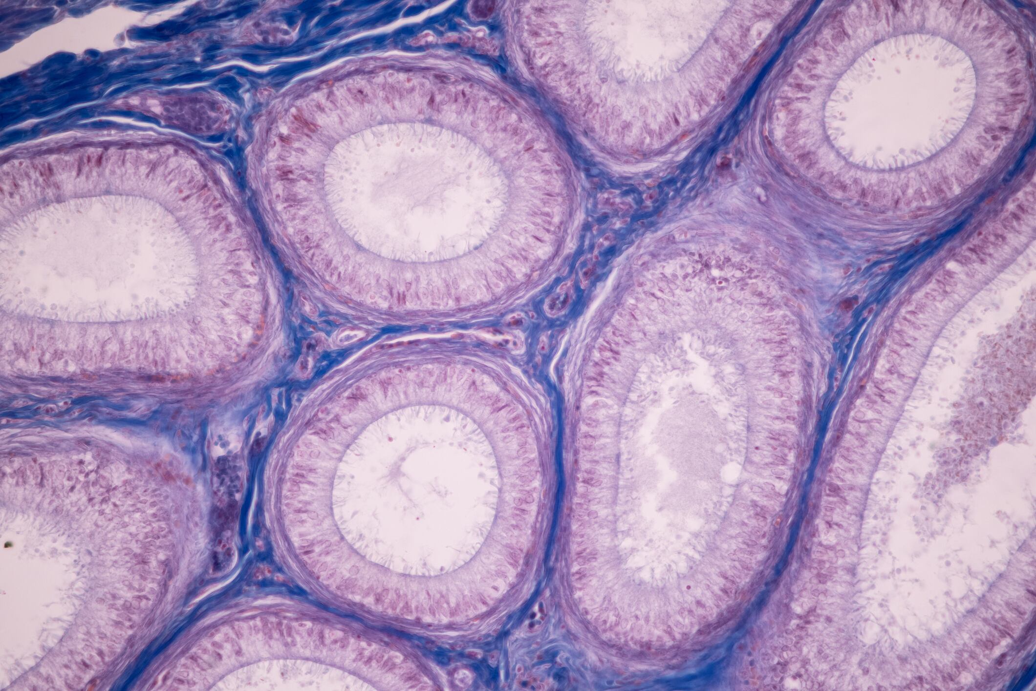 Tuna byproduct shows promise for slowing cellular aging in women 