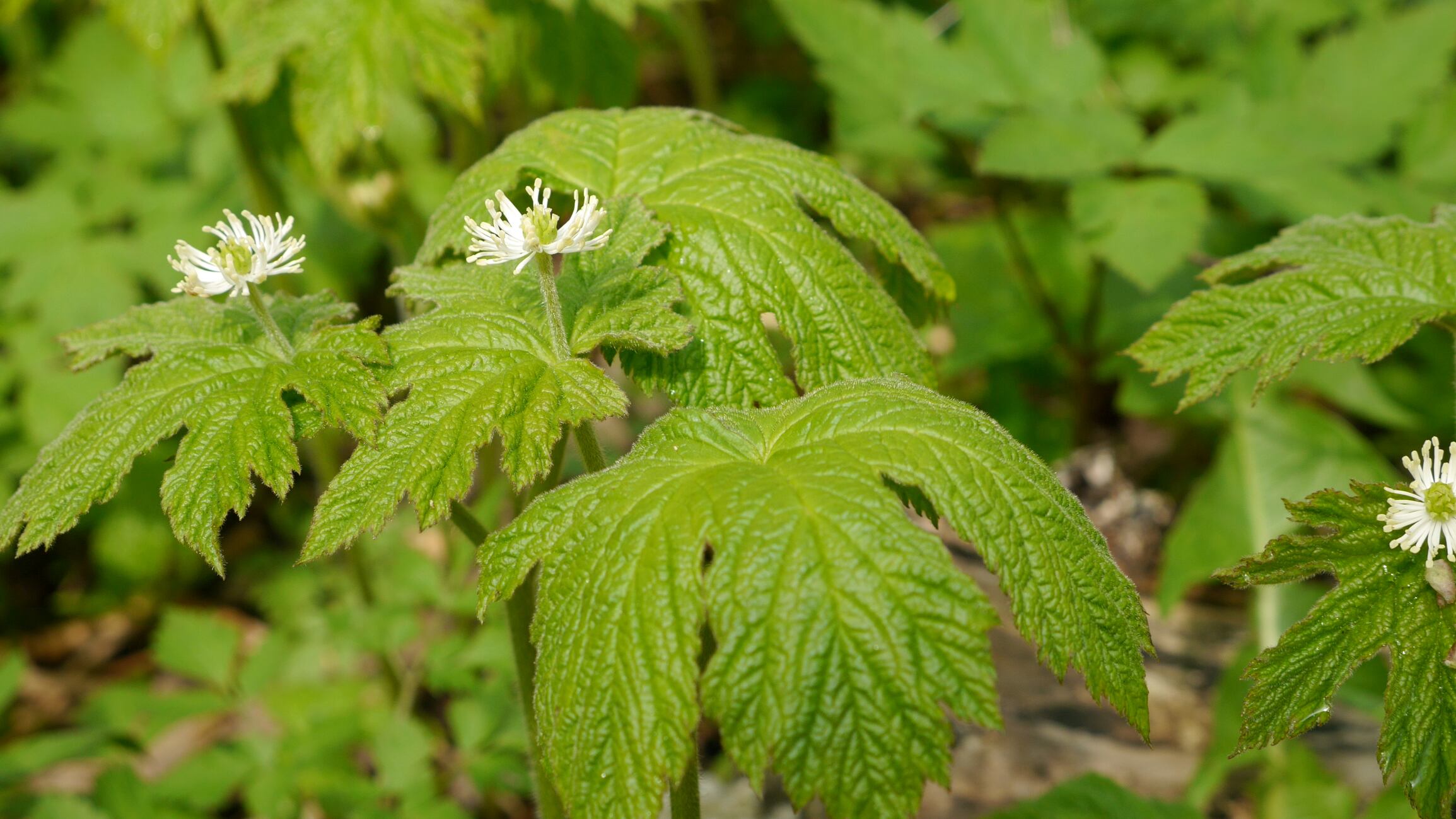 Metabolomics analysis confirms identity for most top-selling goldenseal supplements, but not all