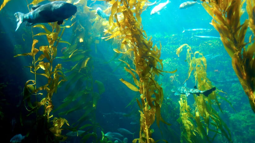 Mara Renewables receives over $9 million to advance omega-3 innovation