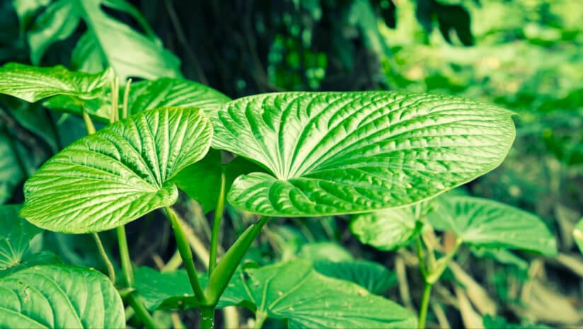 AHPA launches kava working group amid regulatory action