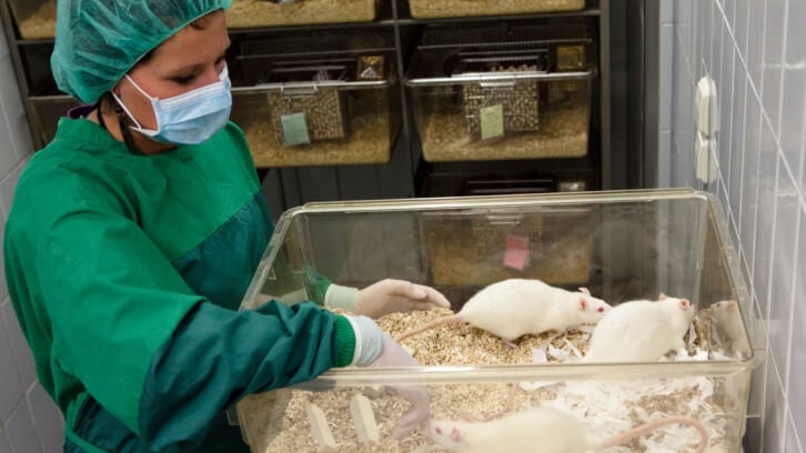 Omega-3 boosts sexual performance in rats impacted by environmental pollutant