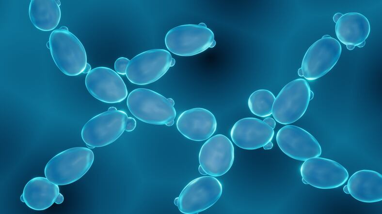 Food industry by-product shows potential as novel fat-binder: Study