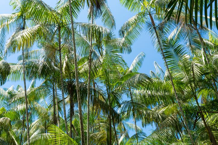 From açaí to buriti to camu-camu: Study makes case for increased commercialization, research on Brazilian small wild fruits