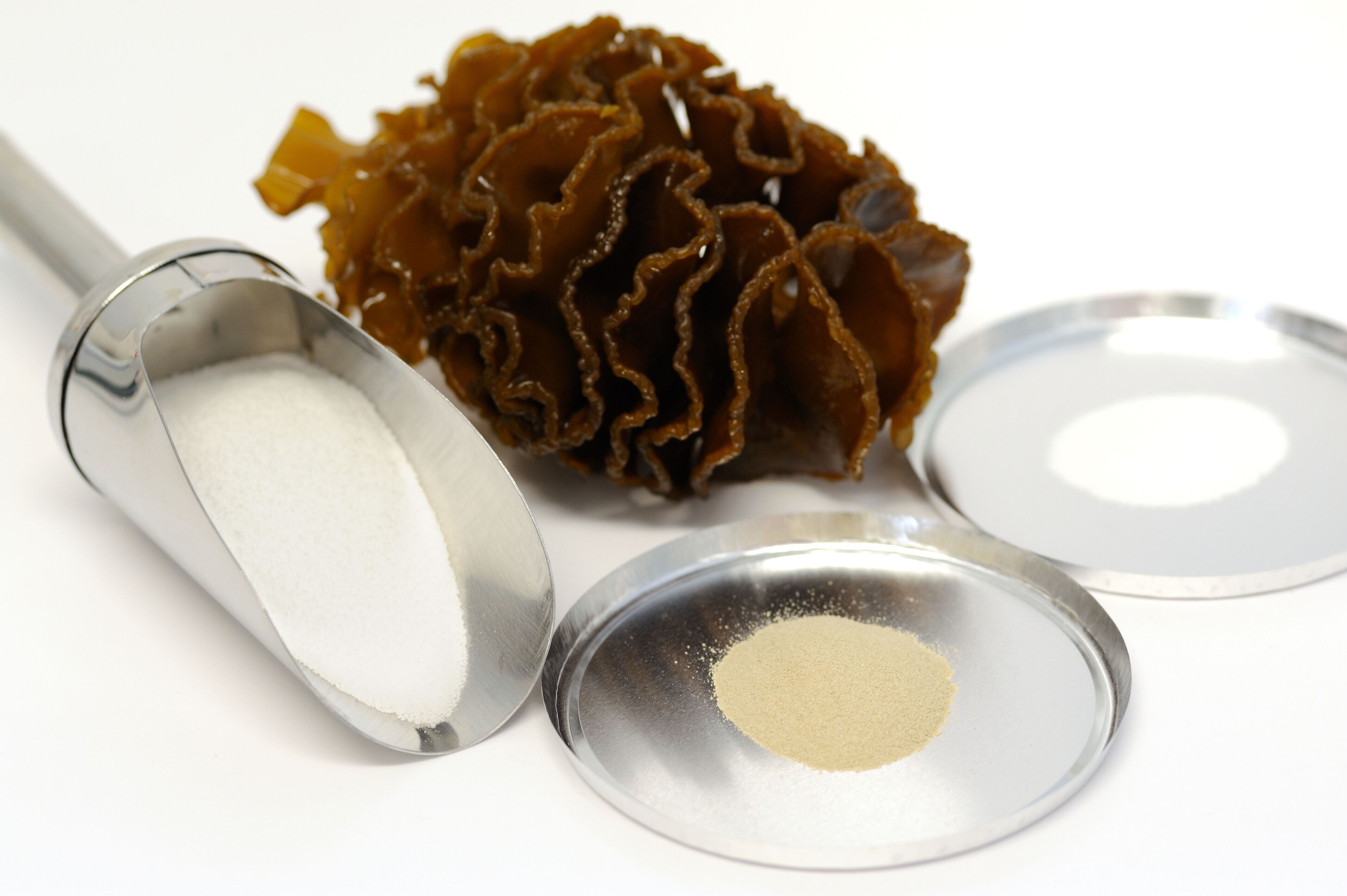 Marinova presents latest fucoidan developments, casts wide net for applications
