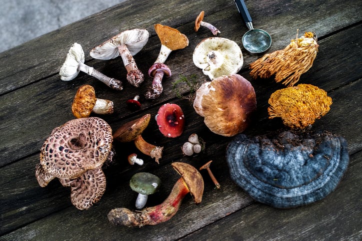 Mushroom blend shows range of immune boosting effects in vitro