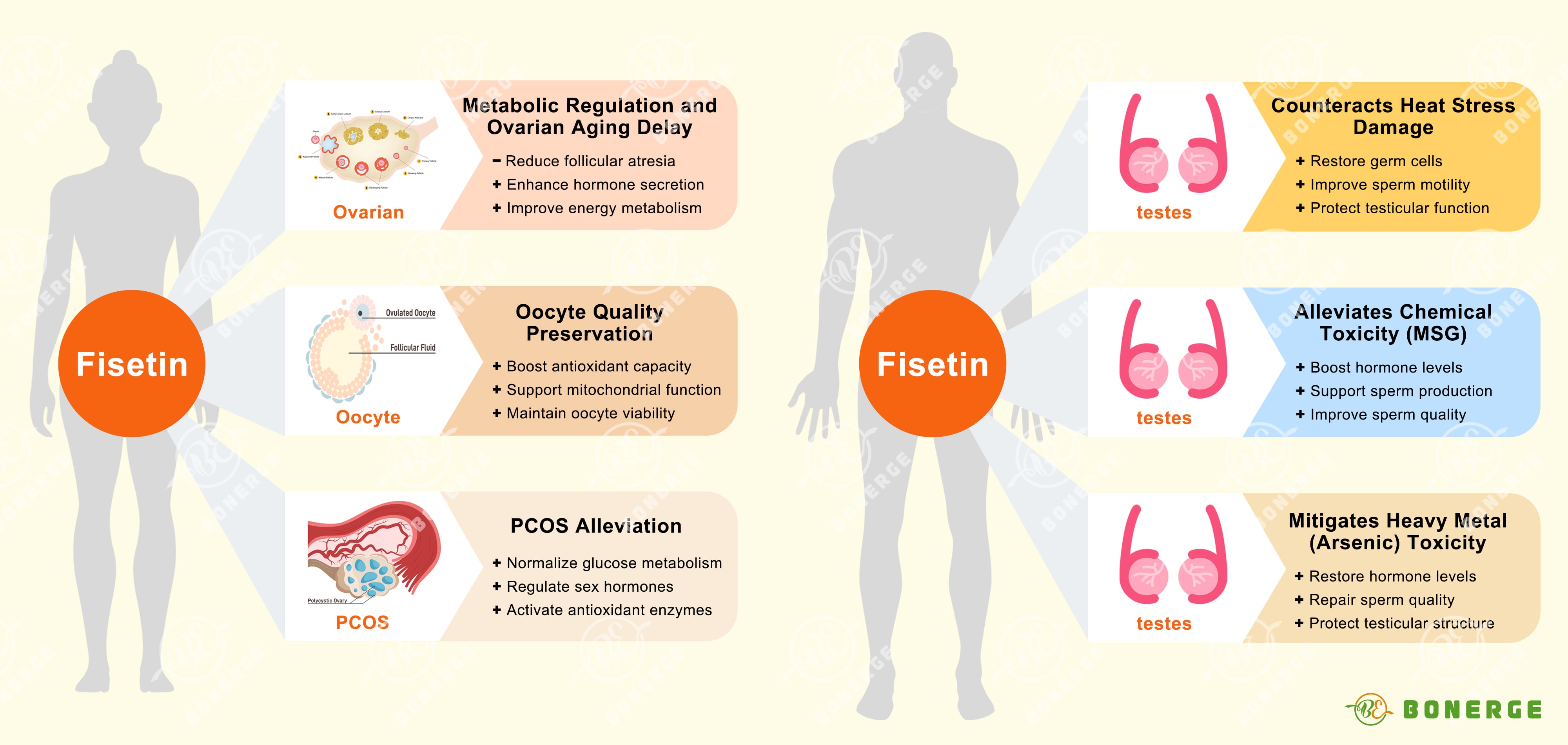 Figure 3: Effects of fisetin on the reproductive systems of men and women