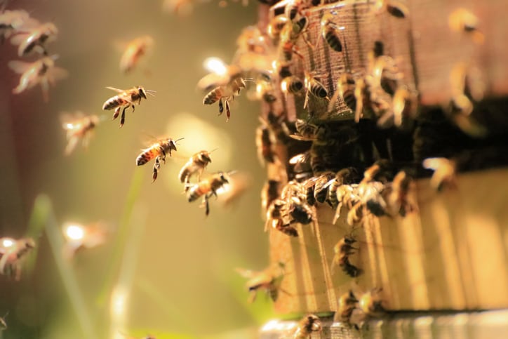 High degree of standardization sets new propolis ingredient apart, PLT says