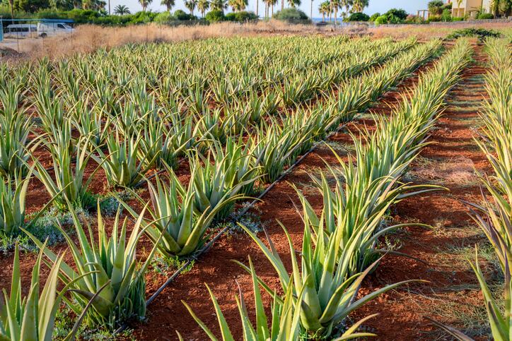 BAPP-document-lays-out-common-adulterants-best-test-methods-for-aloe.jpg