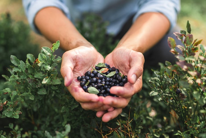 Givaudan’s wild blueberry extract reduces postprandial fatigue: Study