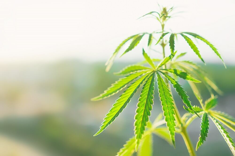 LifeScienceRisk rolls out cannabis insurance program