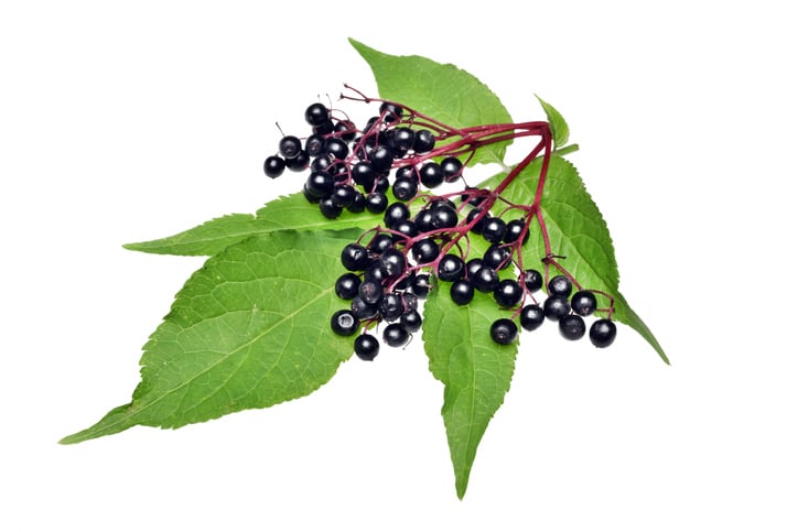 BAPP-reports-11-of-532-elderberry-products-tested-failed-ID-specs.jpg
