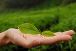 green-tea2-istock-Floris-Slooff.jpg