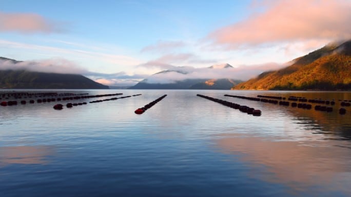 A sustainable superfood: How New Zealand’s native mussels are emerging as a sought-after nutraceutical treatment 