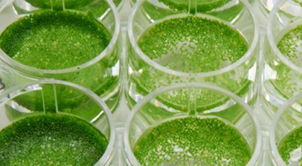 Duckweed potential: Israeli RCT backs protein-packed strain as ‘superfood’ for GI control