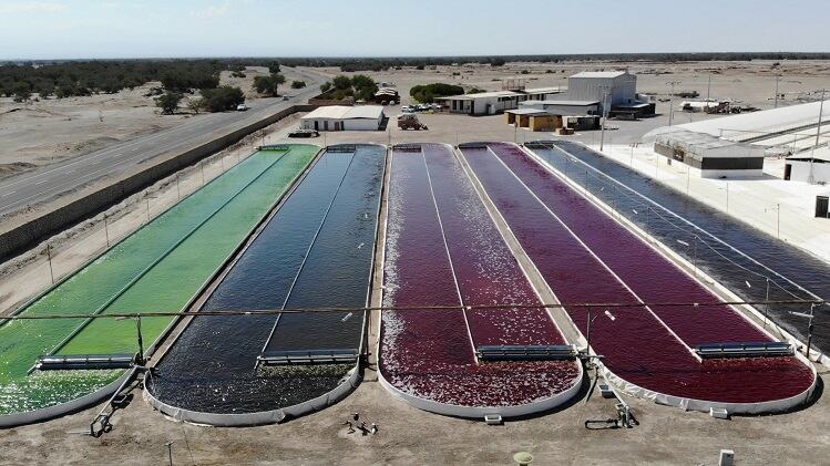Chilean-astaxanthin-maker-to-distribute-its-branded-NatAxtin-in-North-America.jpg