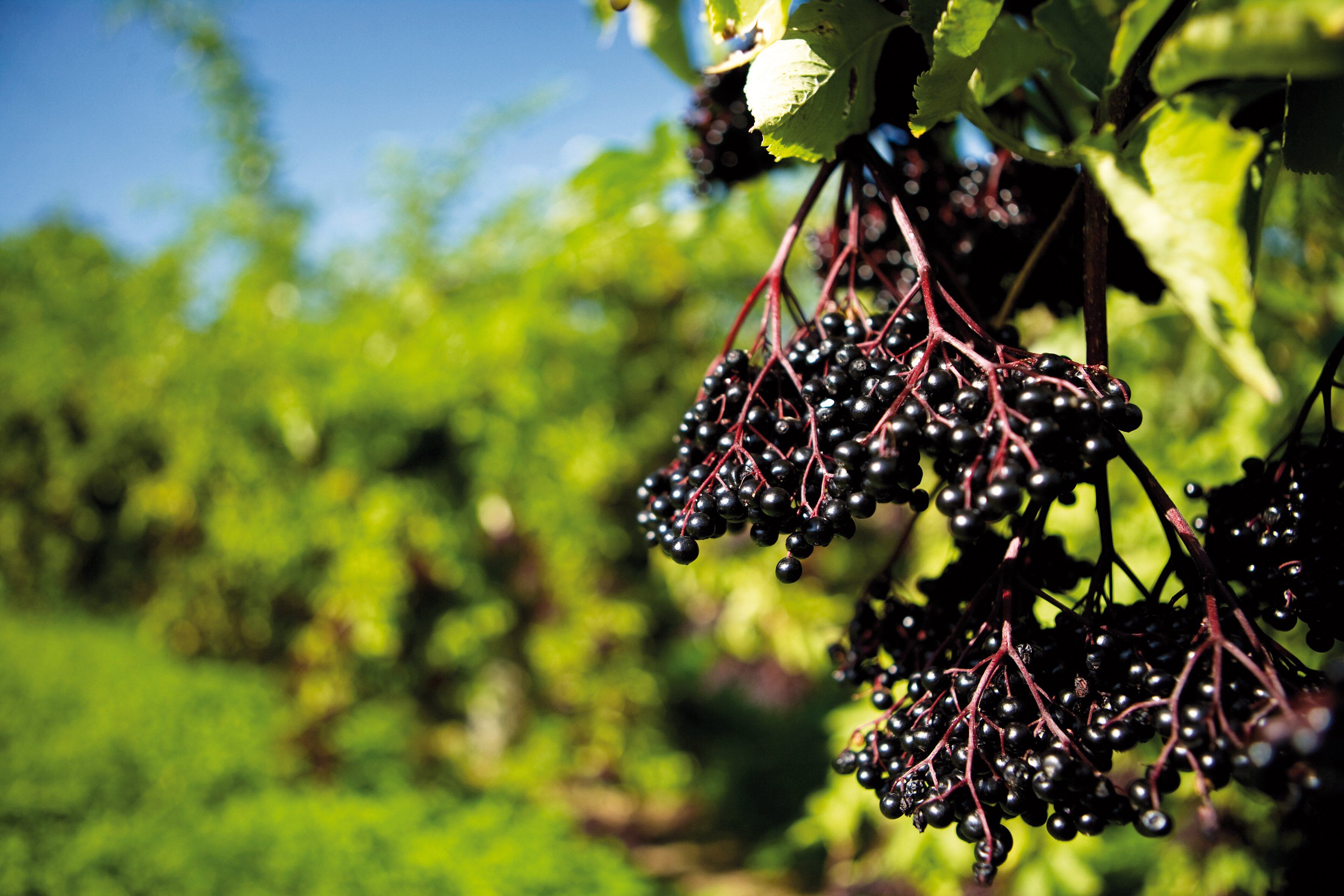 Standardization from filtration process will boost elderberry ingredient, supplier says