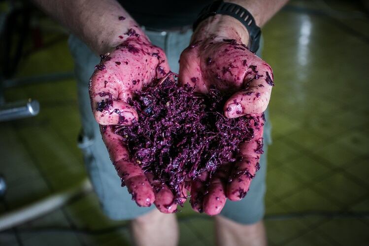 Winemaking-byproduct-has-potential-for-fiber-fortification-says-new-study-from-Brazil.jpg