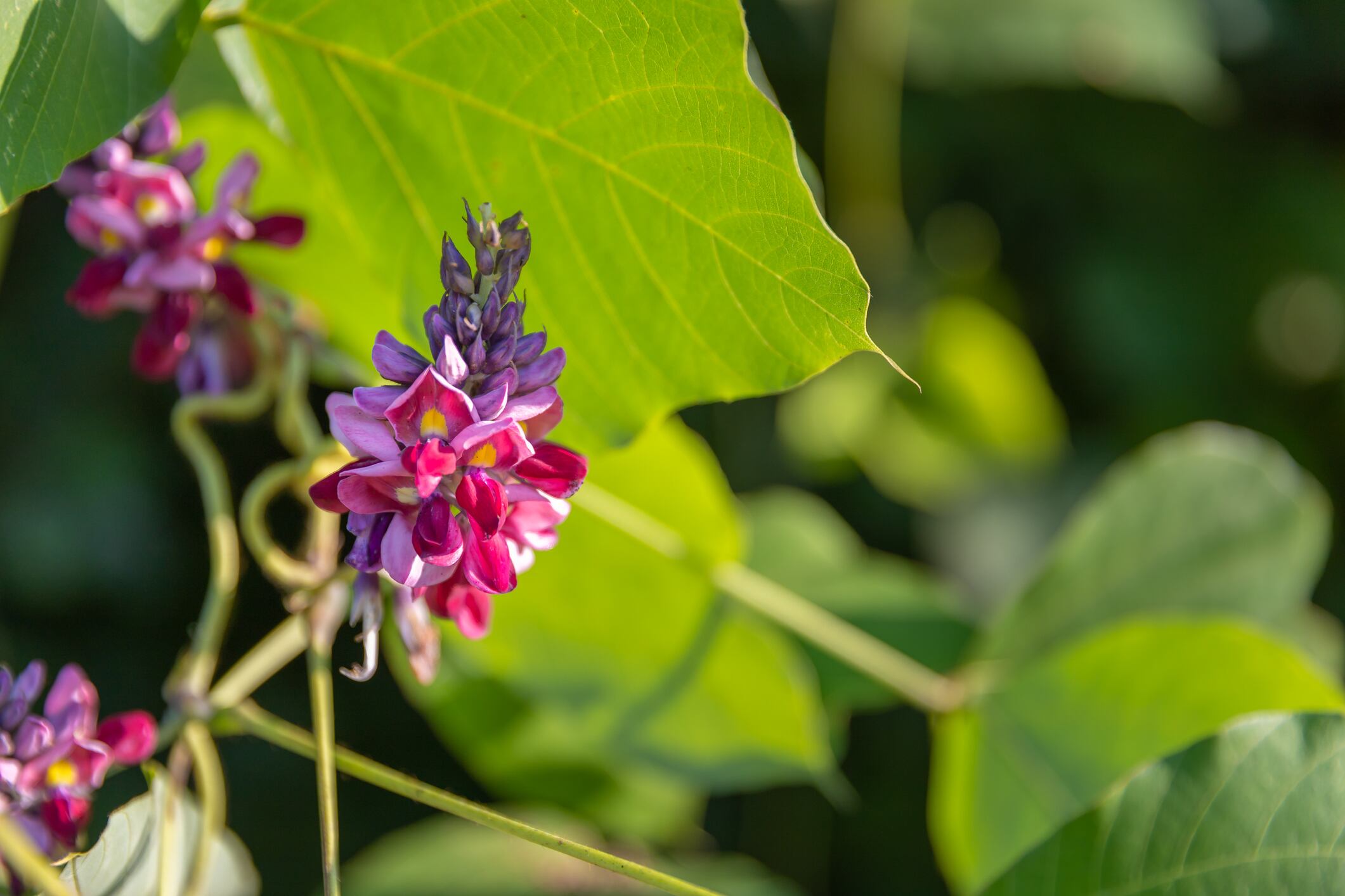 Kudzu flower and mandarin peel may reduce menopause symptoms, says RCT