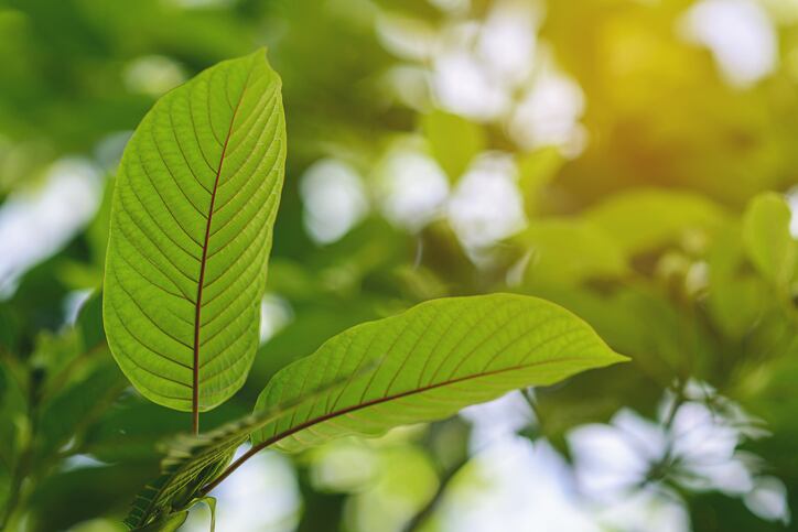Study using DILIN data reveals kratom’s liver injury potential