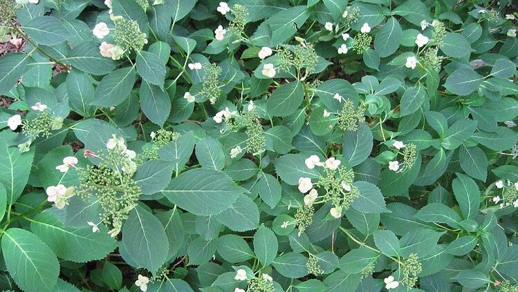 Korean research links hydrangea extract to beauty-from-within properties
