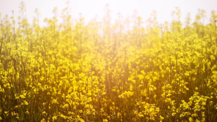 Nutriterra partners with Connoils for Omega-3 Canola powder launch