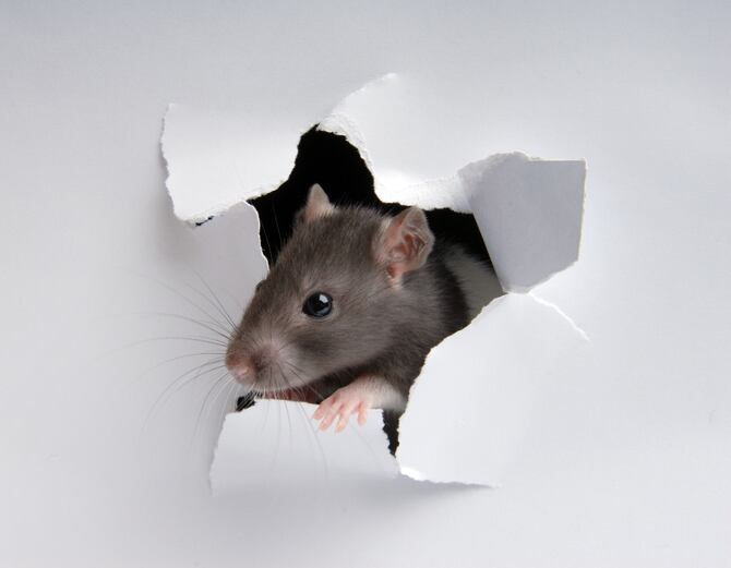 Rats overwhelm Family Dollar warehouse; 404 stores closed as part of recall